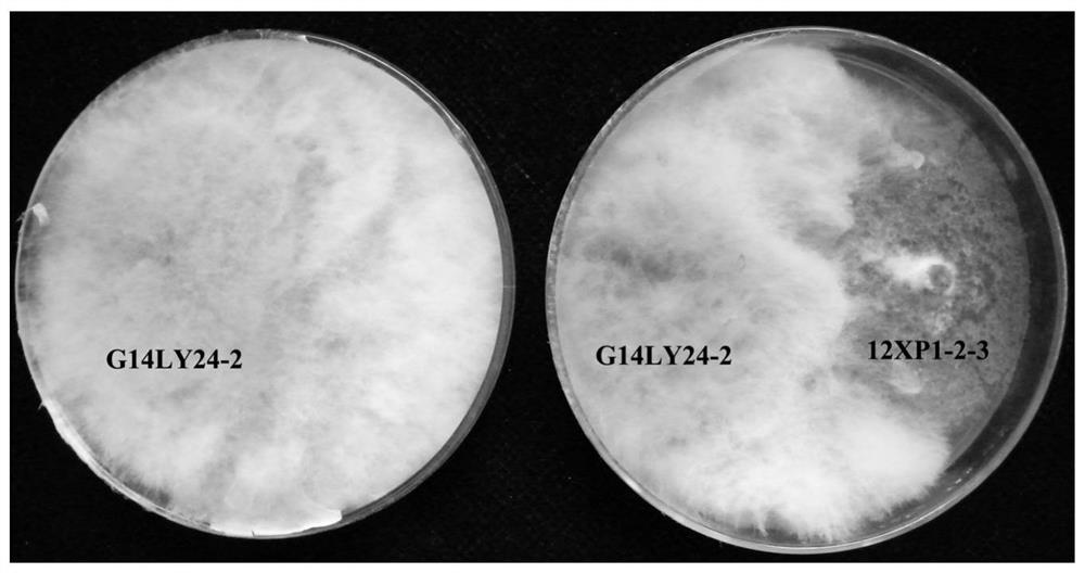 Application of a kind of Chaetomium globosa in the prevention and treatment of wheat stem rot