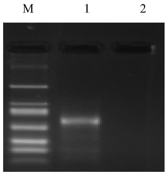 A nasba method for detecting tomato spotted wilt virus