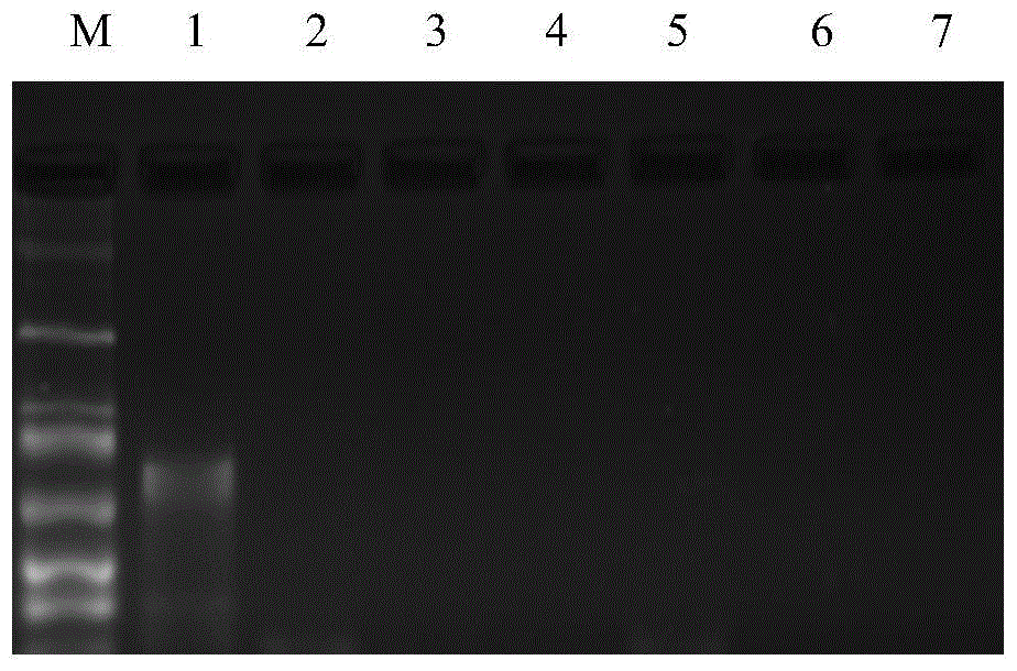 A nasba method for detecting tomato spotted wilt virus