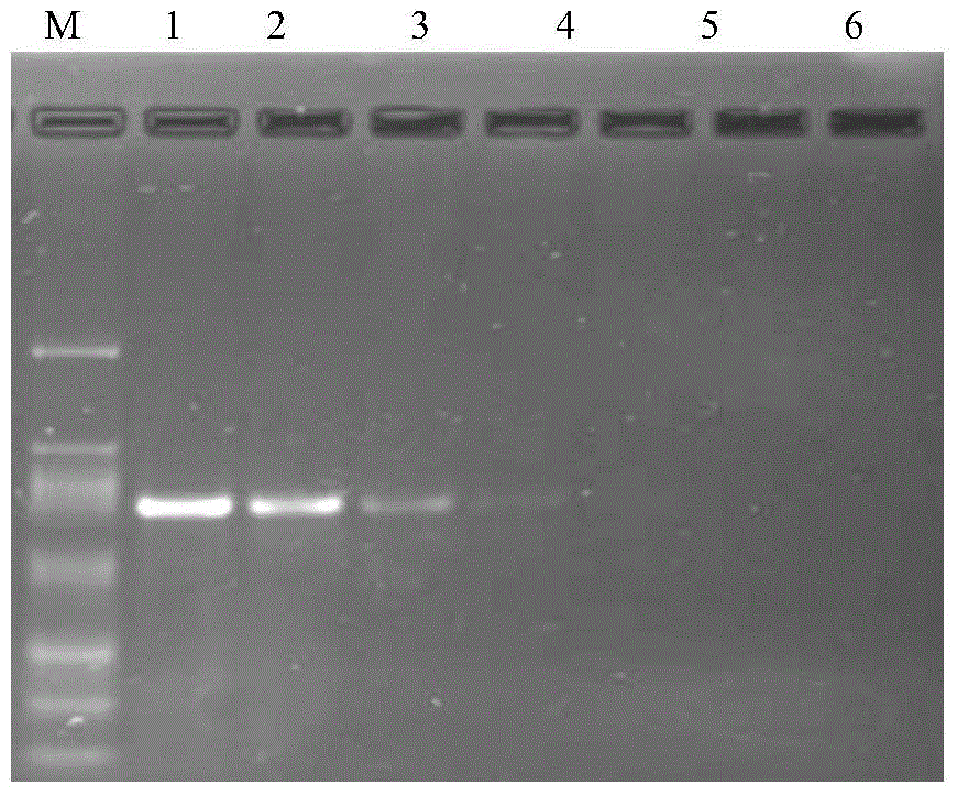 A nasba method for detecting tomato spotted wilt virus