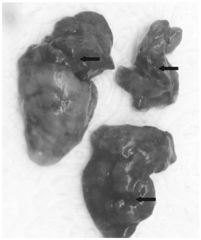 A kind of animal model construction method and application of mycoplasma bovis infection guinea pig