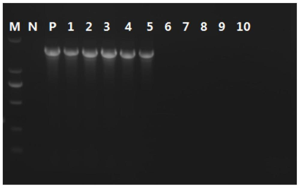 A kind of animal model construction method and application of mycoplasma bovis infection guinea pig