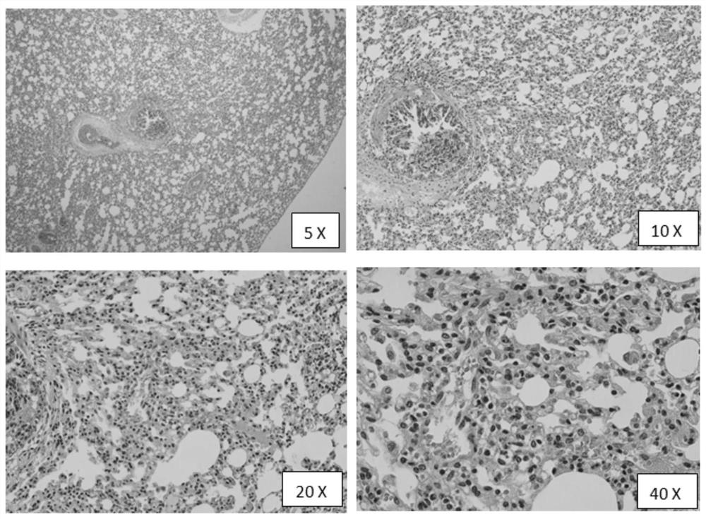 A kind of animal model construction method and application of mycoplasma bovis infection guinea pig