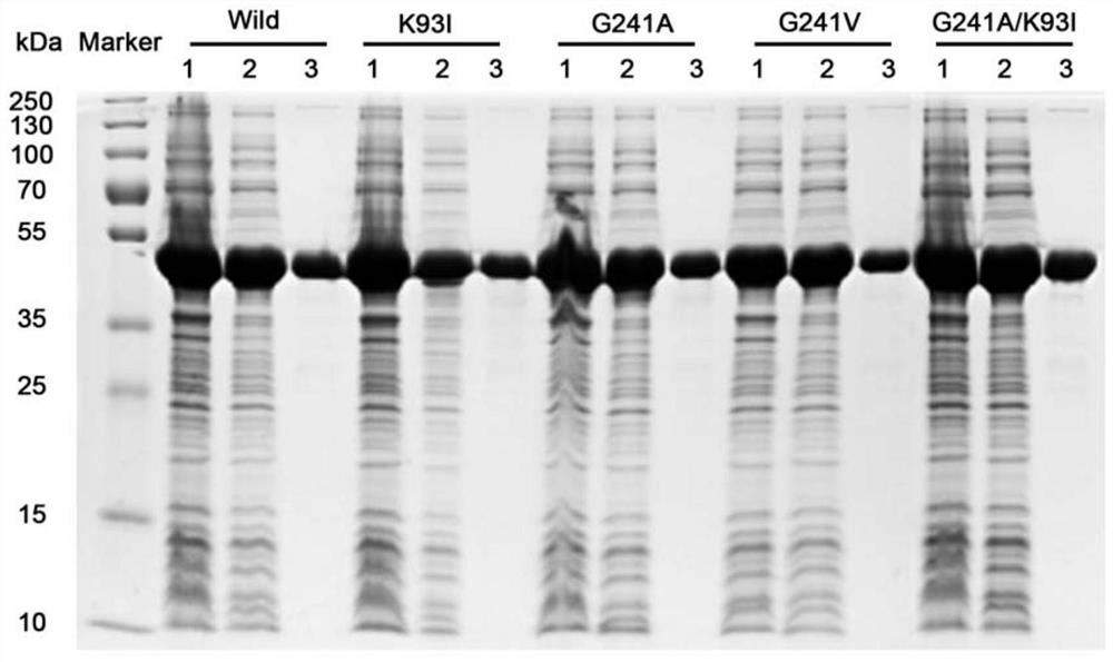 Alkaline pectinase mutant with improved thermostability and its coding gene and application