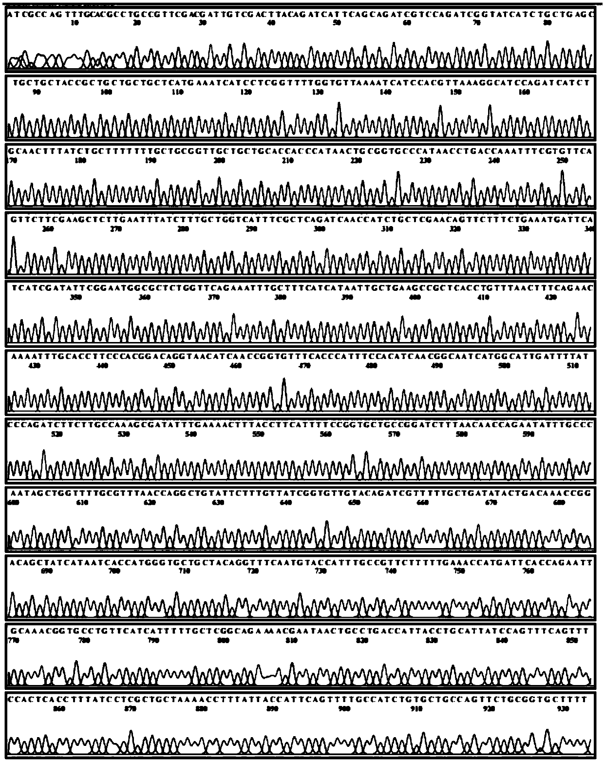 Preparation method, expression gene, recombinant expression vector and application of gp32 single-strand binding protein