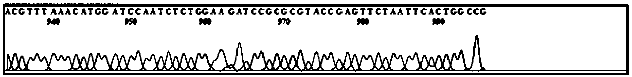 Preparation method, expression gene, recombinant expression vector and application of gp32 single-strand binding protein