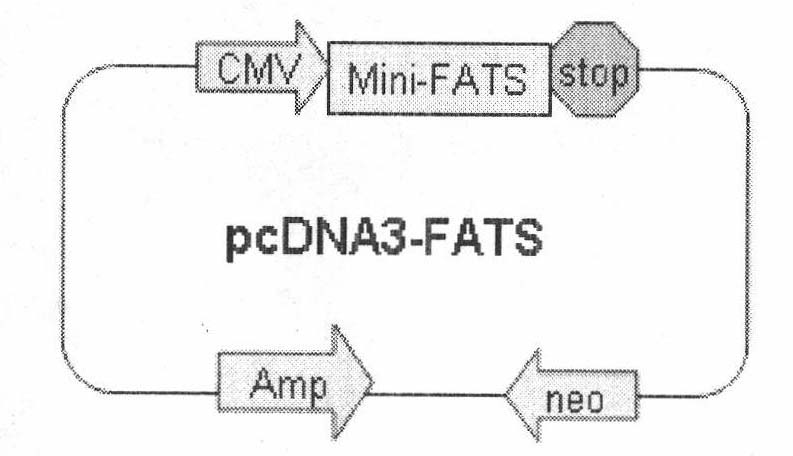 Amino acid sequence with characteristic of bonding histone deacetylase 1 and expression vector thereof