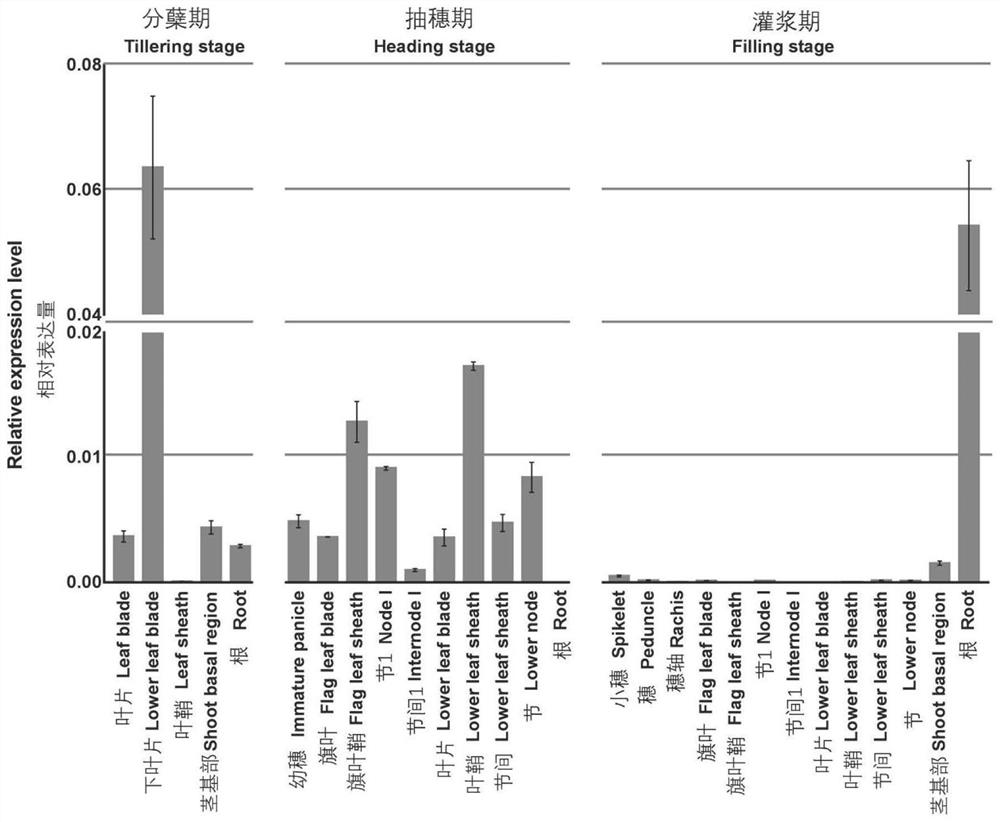 Rice sugar transport gene osvgt2 and its sugar transporter, application and amplification primers