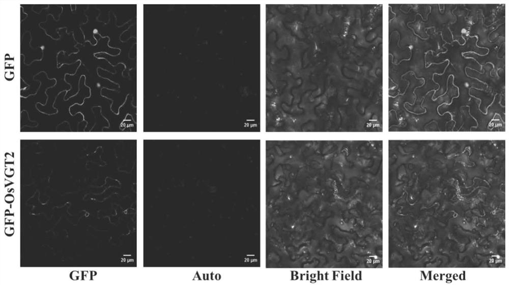 Rice sugar transport gene osvgt2 and its sugar transporter, application and amplification primers