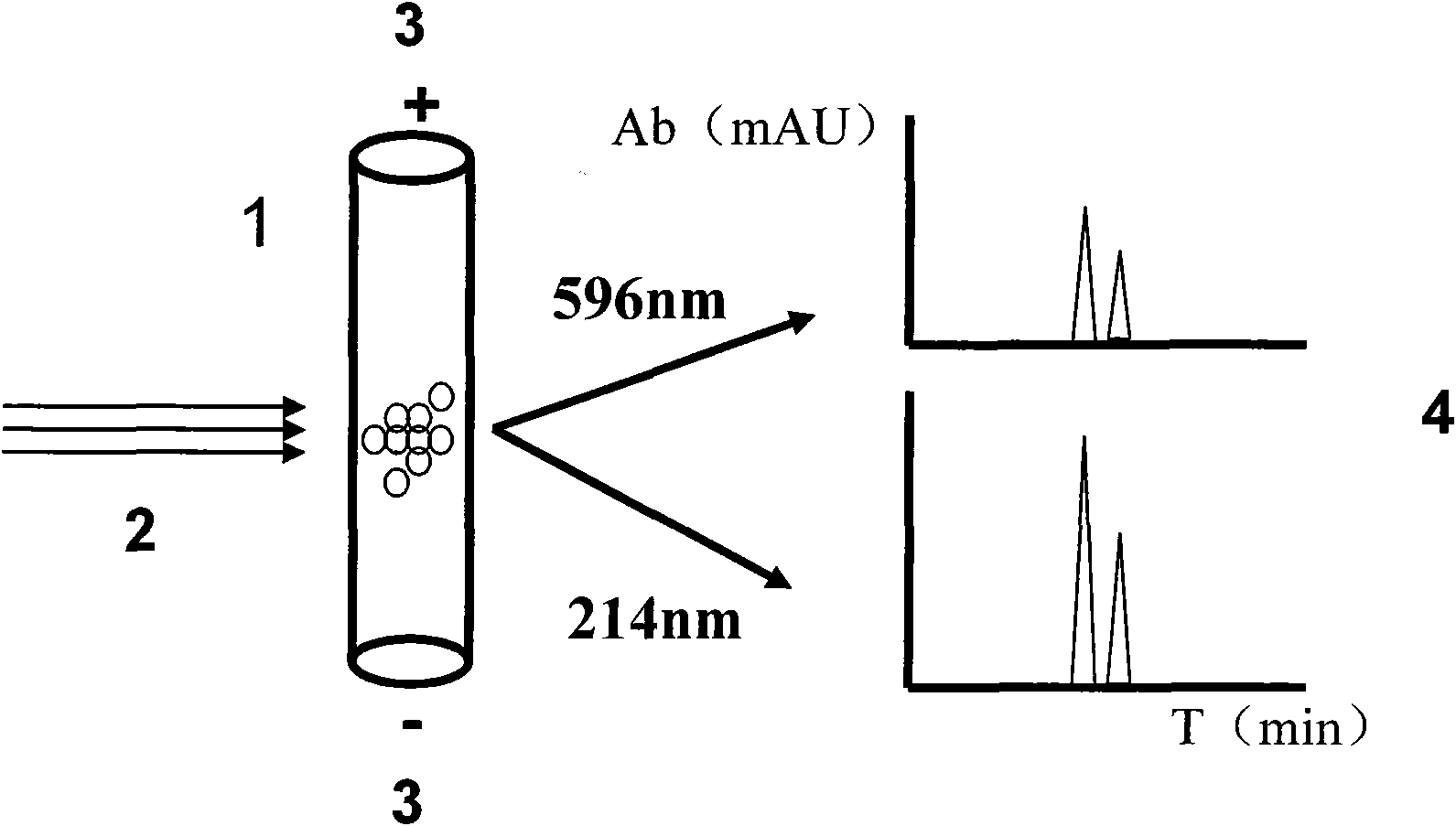 Cytoactive detection method based on capillary zone electrophoresis mode