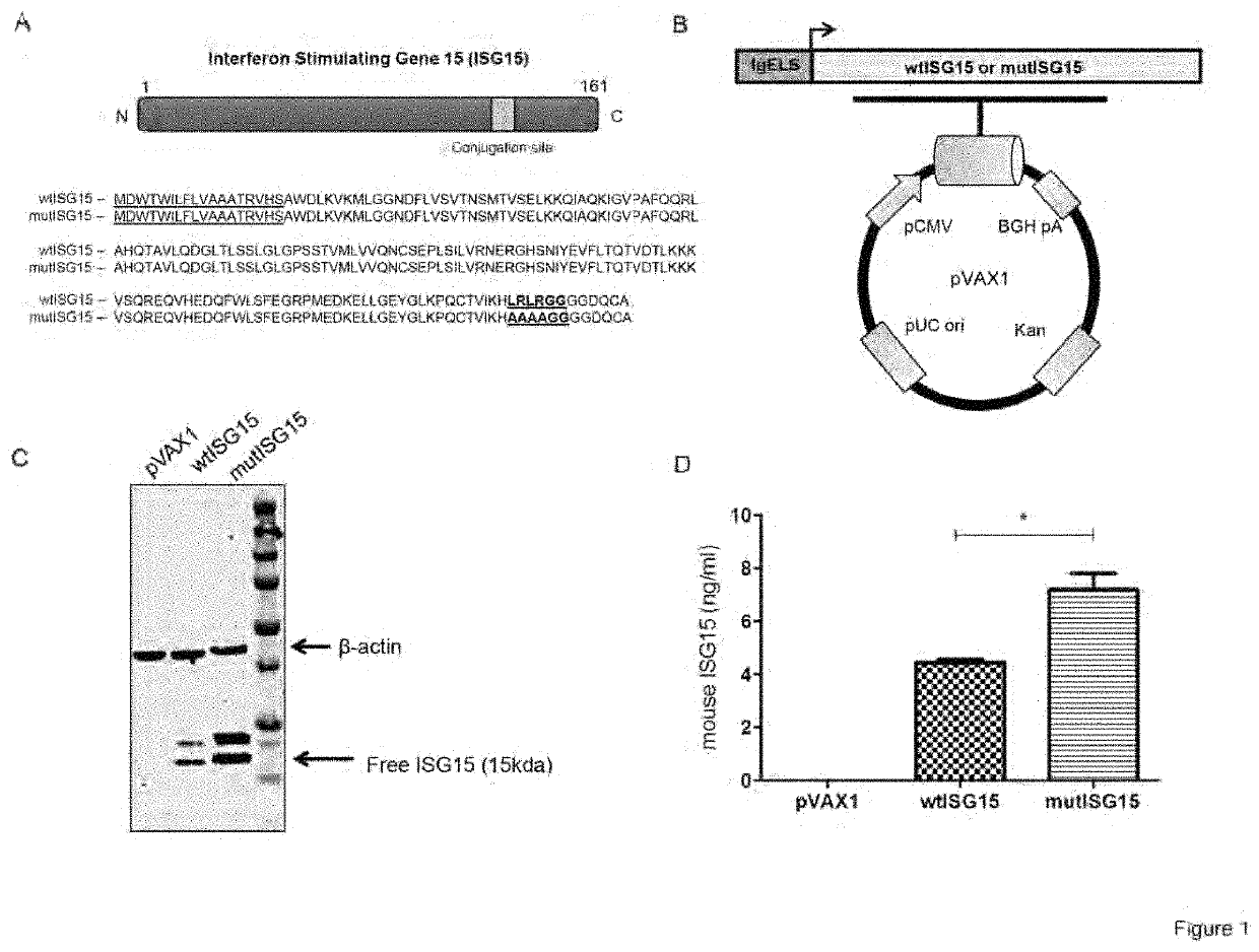 ISG15 and its use as an adjuvant