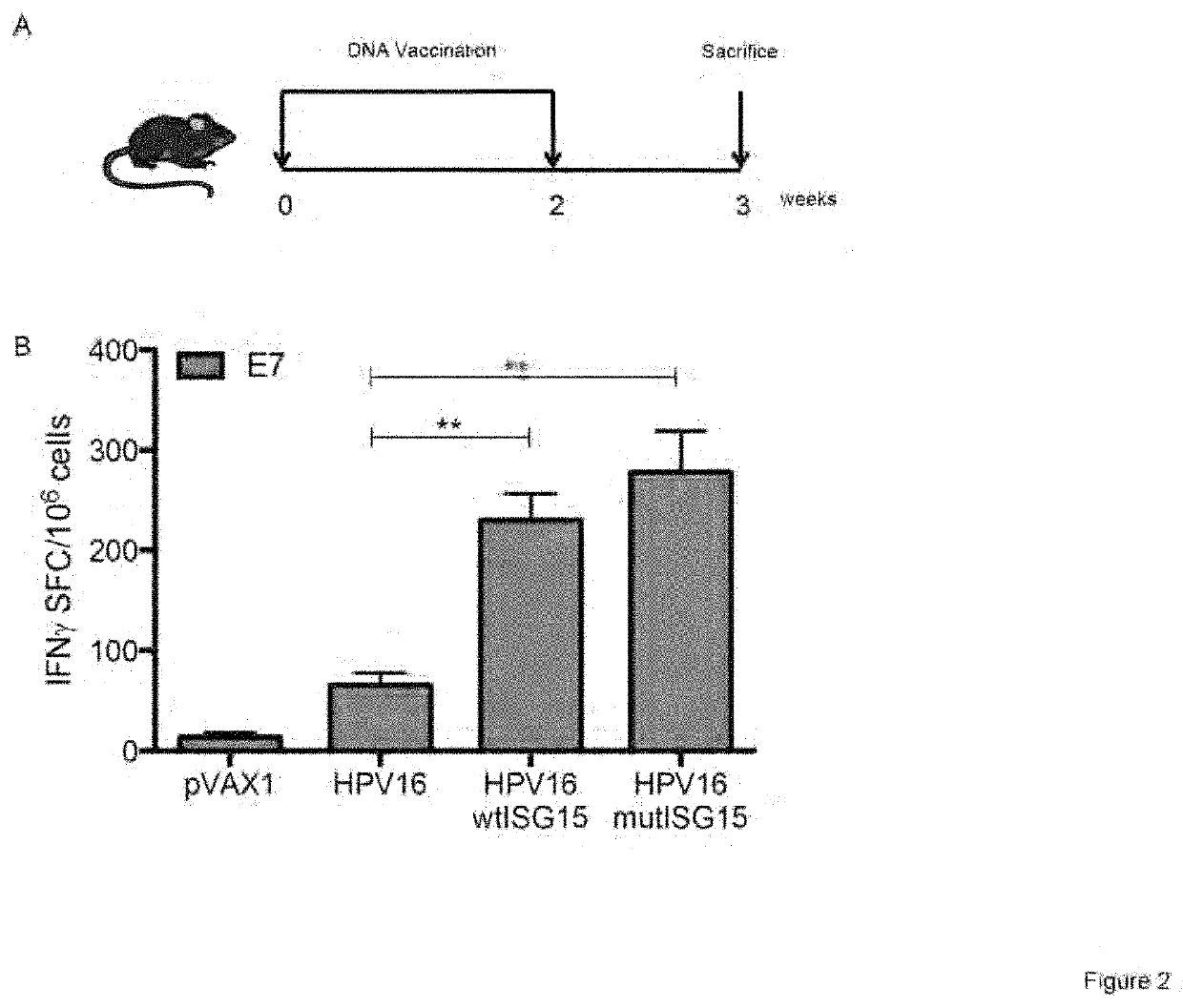 ISG15 and its use as an adjuvant