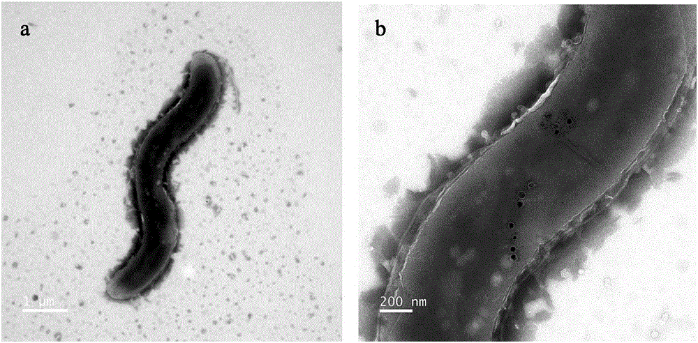 Culture method of magnetotactic bacteria AMB-1