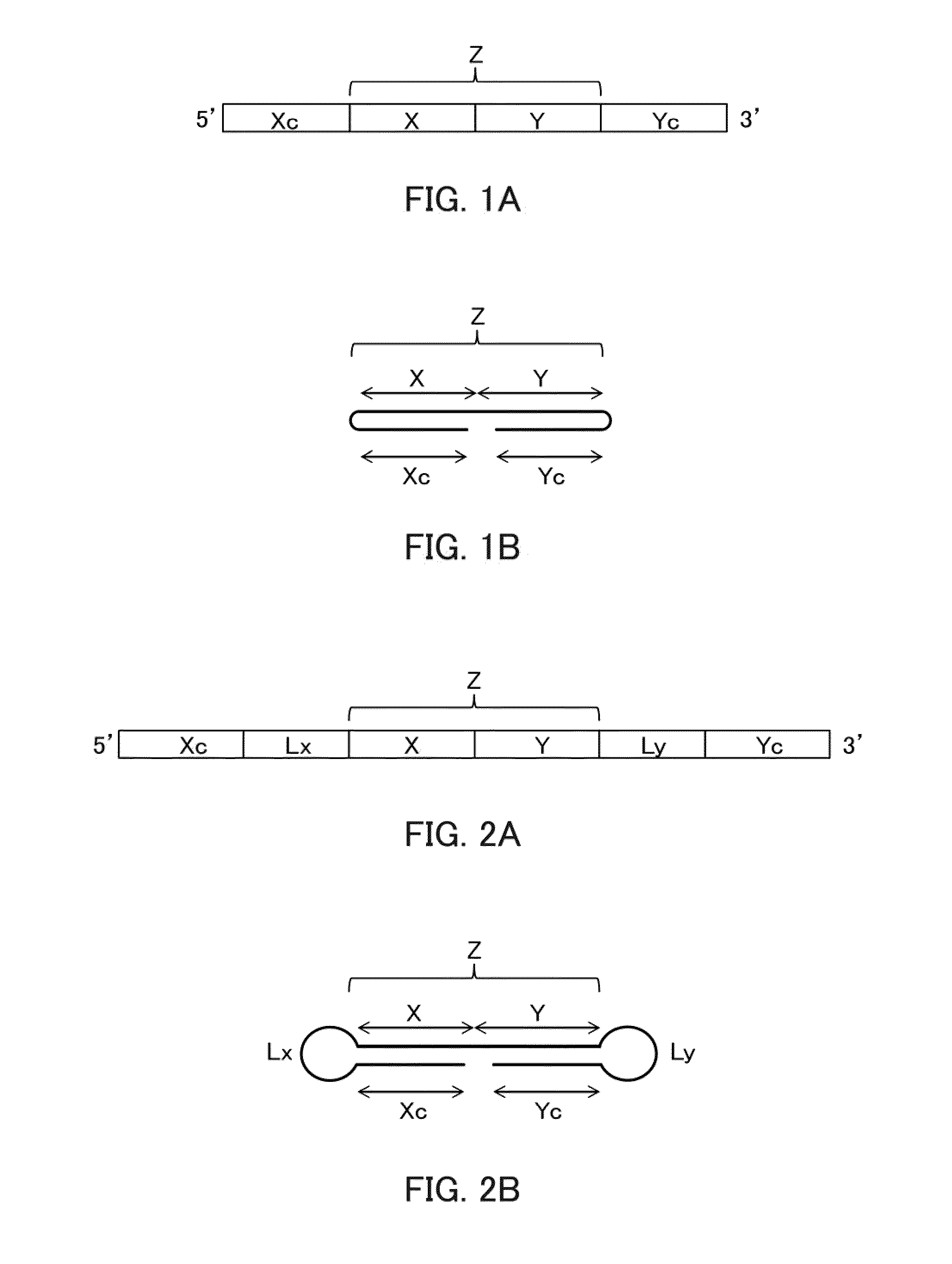 Single-stranded nucleic acid molecule for controlling gene expression