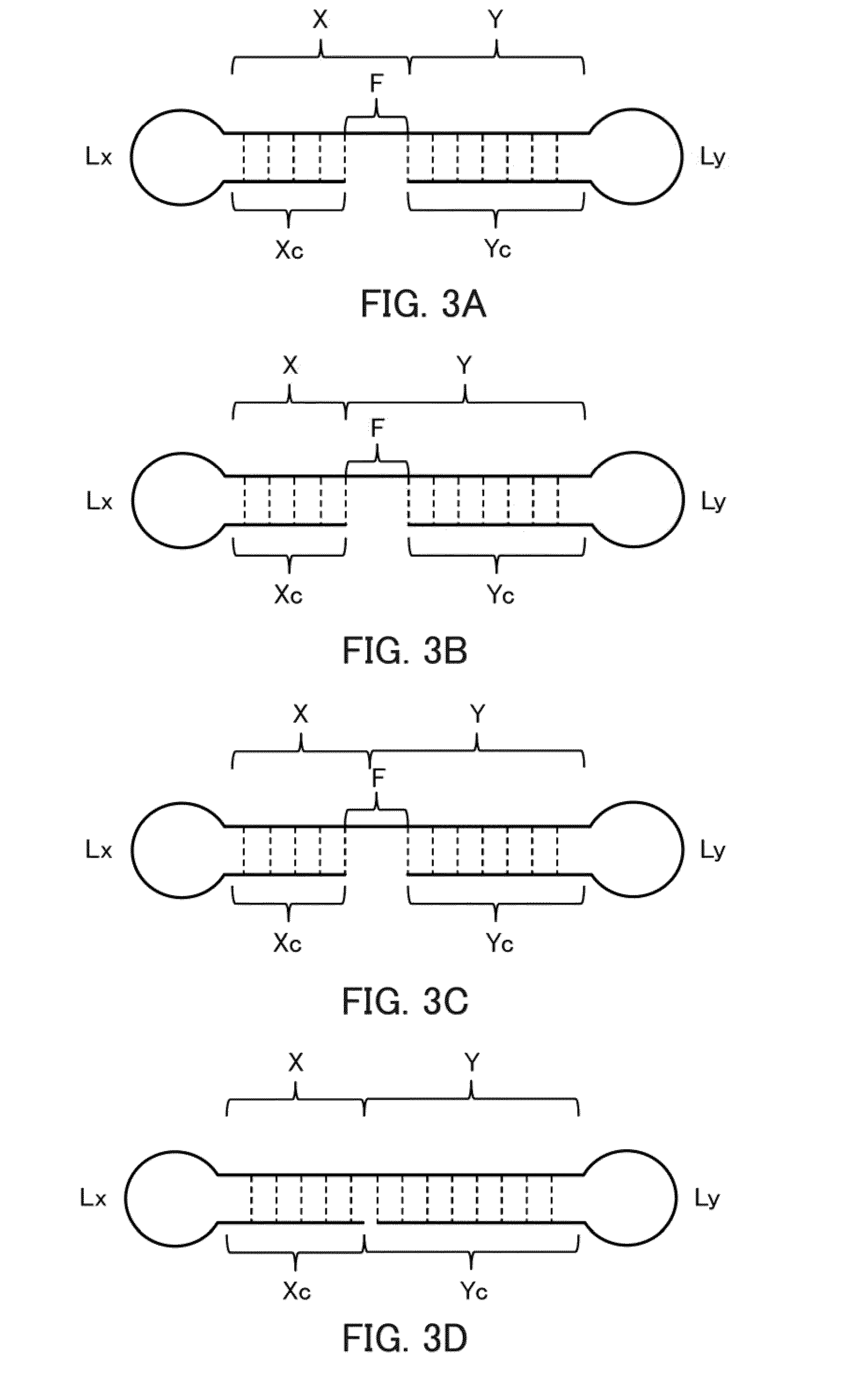 Single-stranded nucleic acid molecule for controlling gene expression