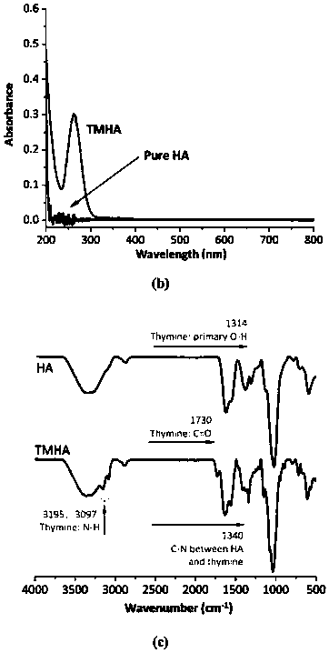 Copper nanoclusters, thymine-modified hyaluronic acid, polycopper nanoclusters and preparation method and application of copper nanoclusters, thymine-modified hyaluronic acid and polycopper nanoclusters