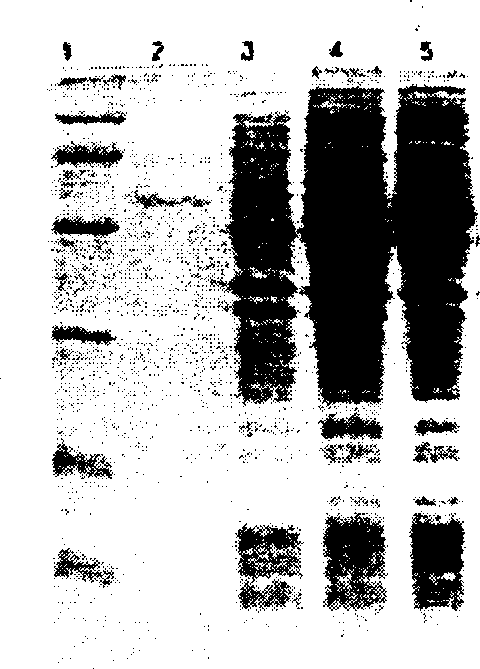 Process for purification preparing DNA optical repairase