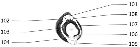 Preparation method of 3D printing stent for maintaining specimen skin branch chain shape