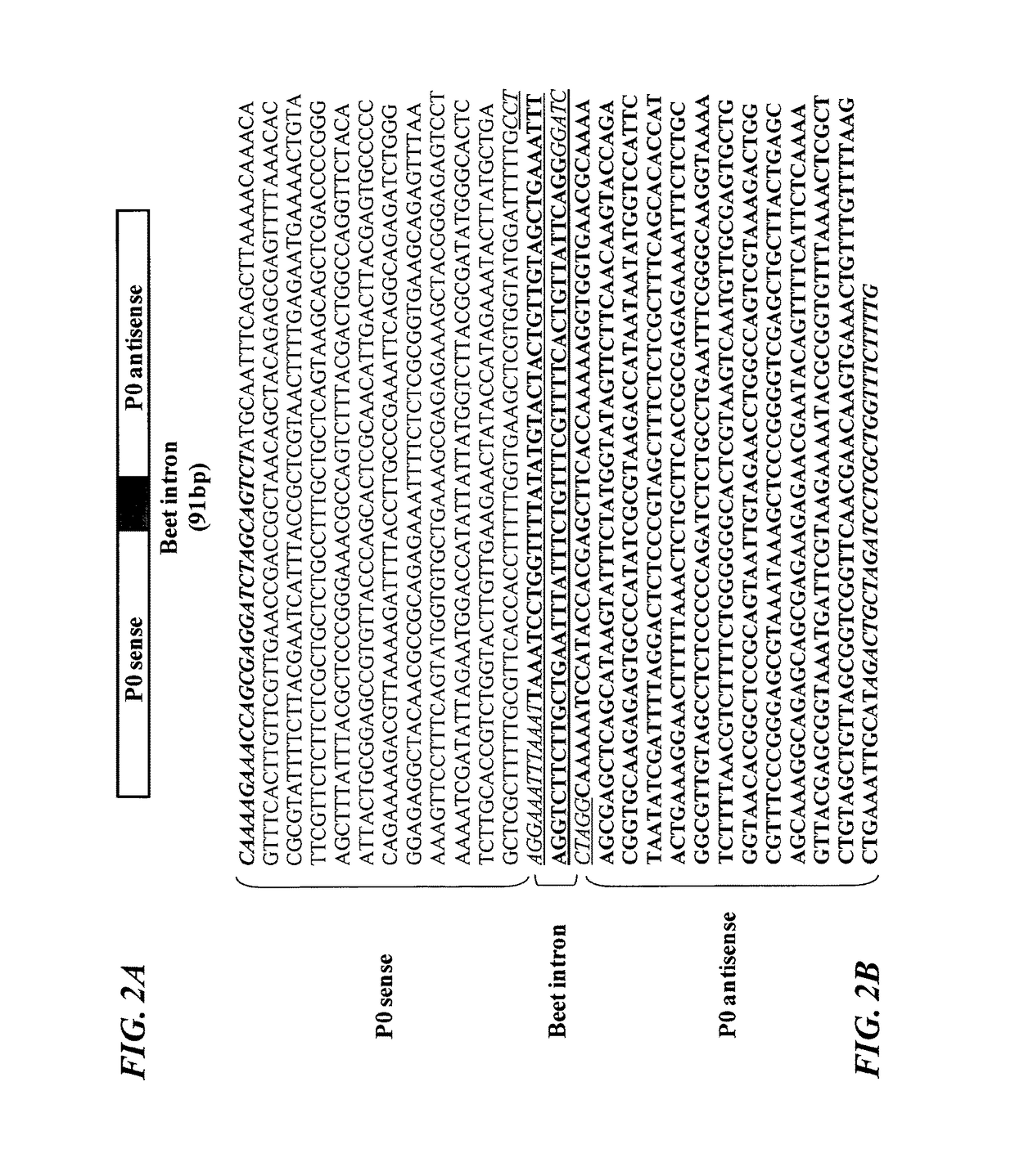 P0 gene silencing constructs and use