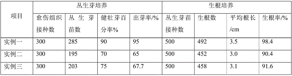 Method for culturing scindapsus aureus through terminal bud