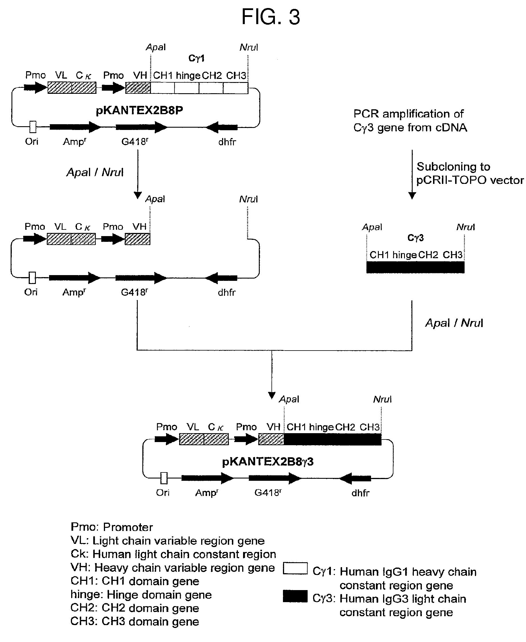 Effector function enhanced recombinant antibody composition