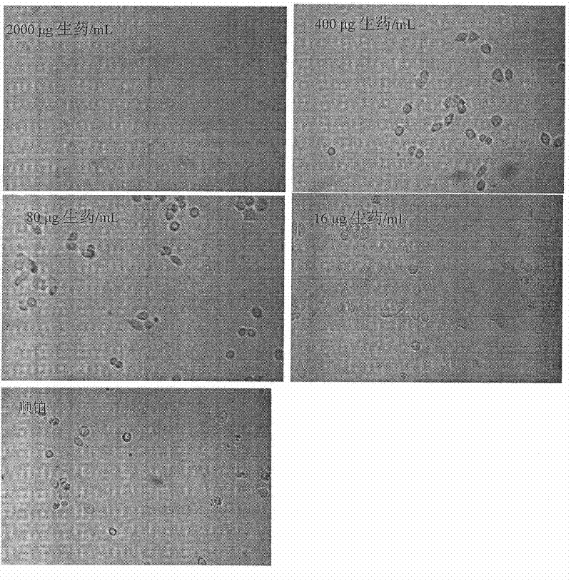 Lung cancer preventing and treating composition extracted from selfheal and/or garden orache and application thereof in preparation of lung cancer preventing and treating medicine