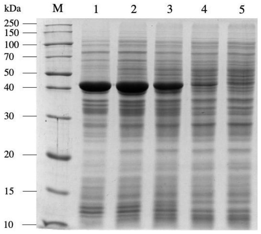 Optimized expression of nitrilase promoter and application thereof