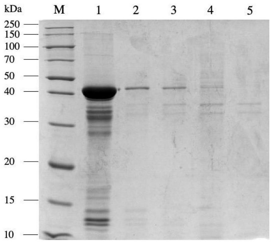 Optimized expression of nitrilase promoter and application thereof