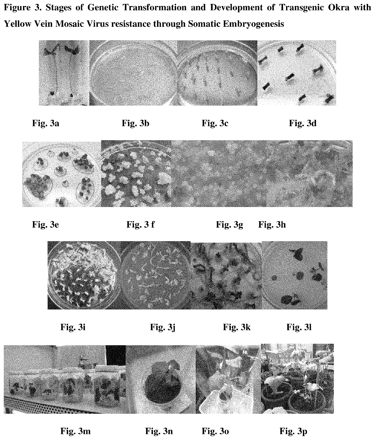 Regeneration and genetic transformation of okra through somatic embryogenesis