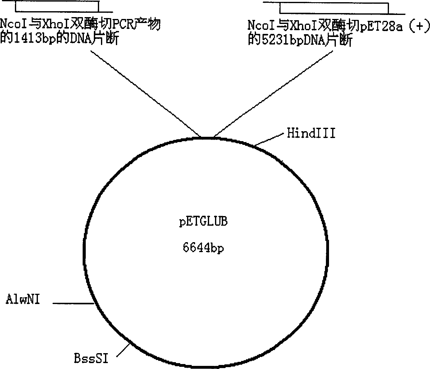 Thermo philic alkali beta glucosidase and its coding gene