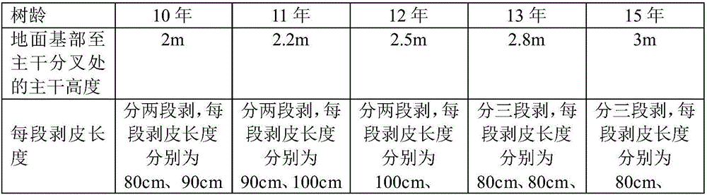 Method for improving yield of amur corktree bark