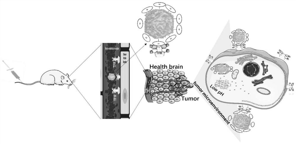 Drug-loaded ZIF-8 nanoparticles covered with TF-PEG-PLGA coating as well as preparation method and application of drug-loaded ZIF-8 nanoparticles