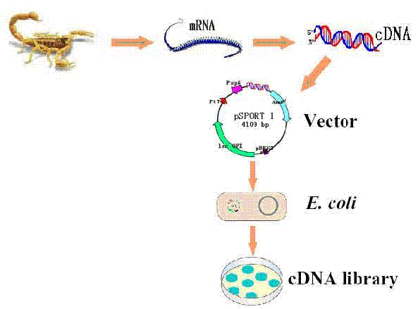 Heterometrus spinifer poison antibacterial polypeptide gene and preparation method and application thereof