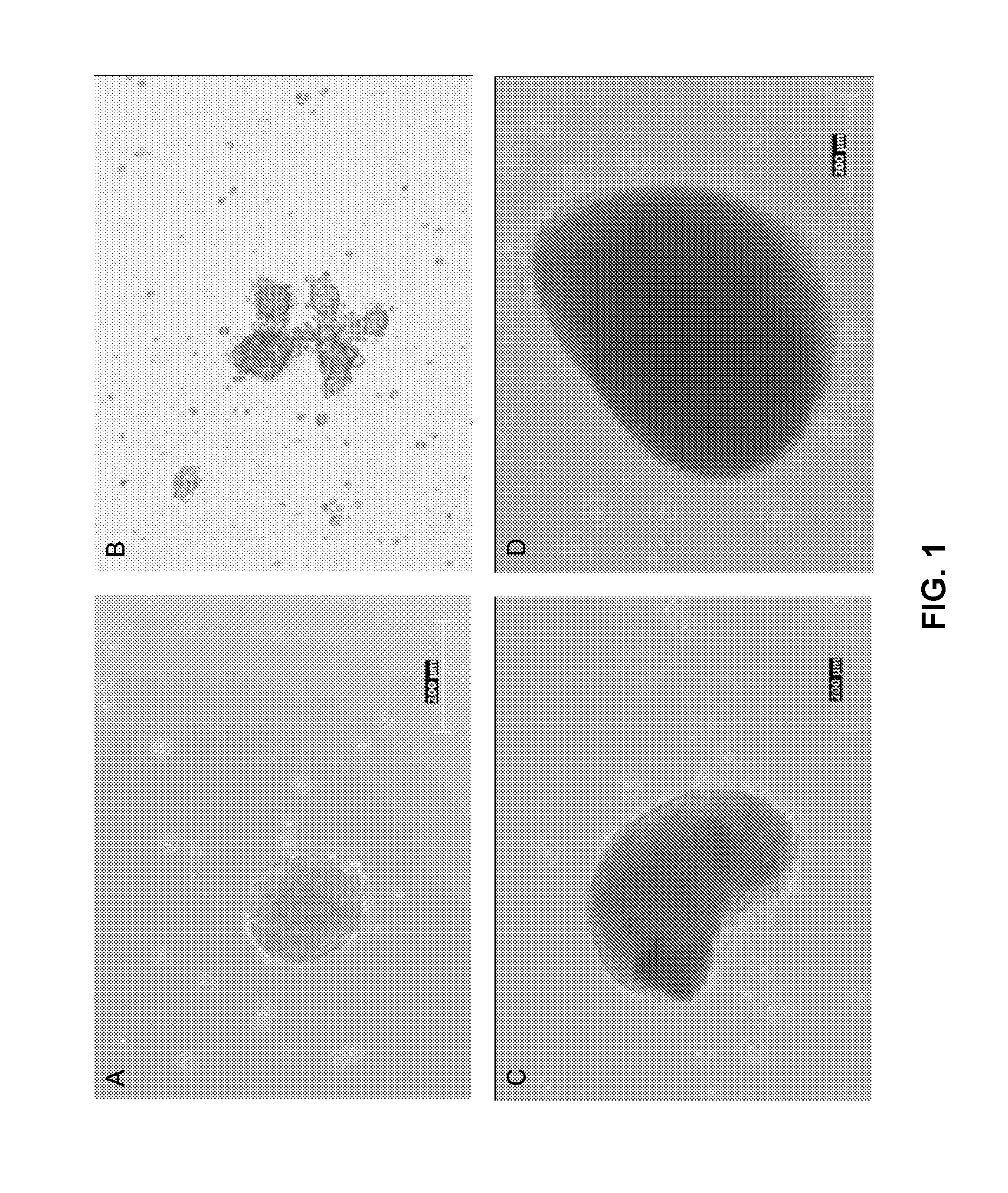 Dental stem cell differentiation