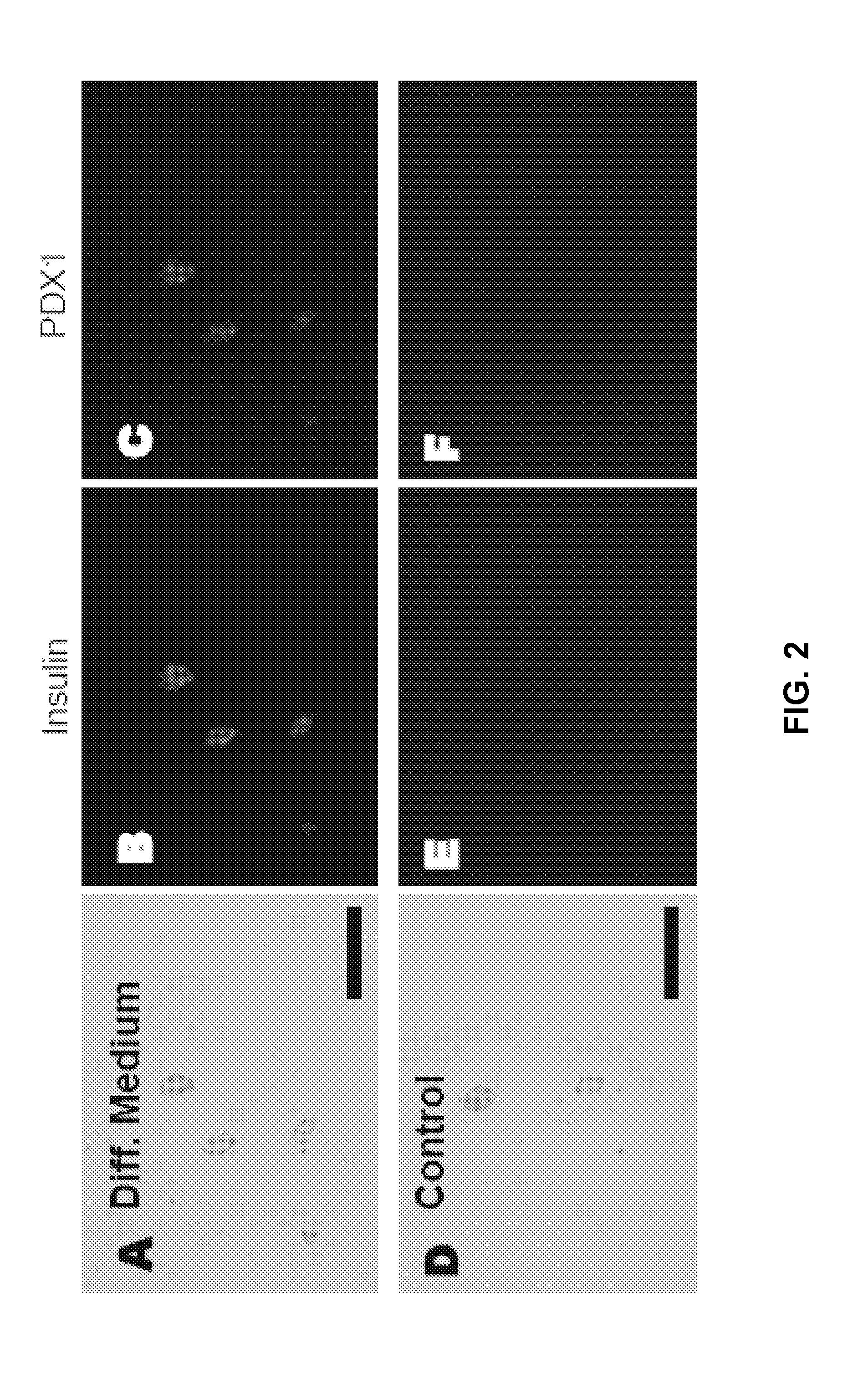 Dental stem cell differentiation