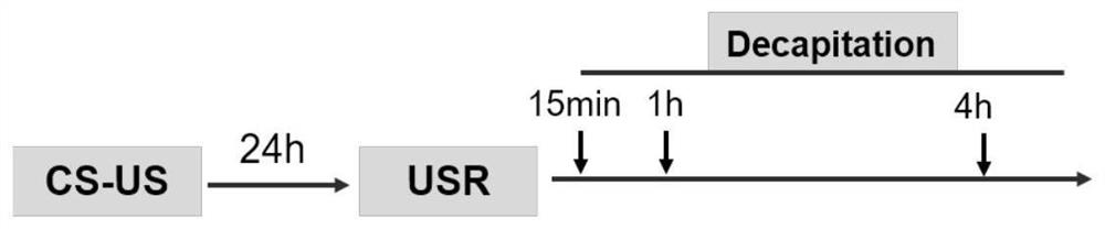 Application of pao as pi4kiiα inhibitor in the preparation of drugs for treating post-traumatic stress disorder