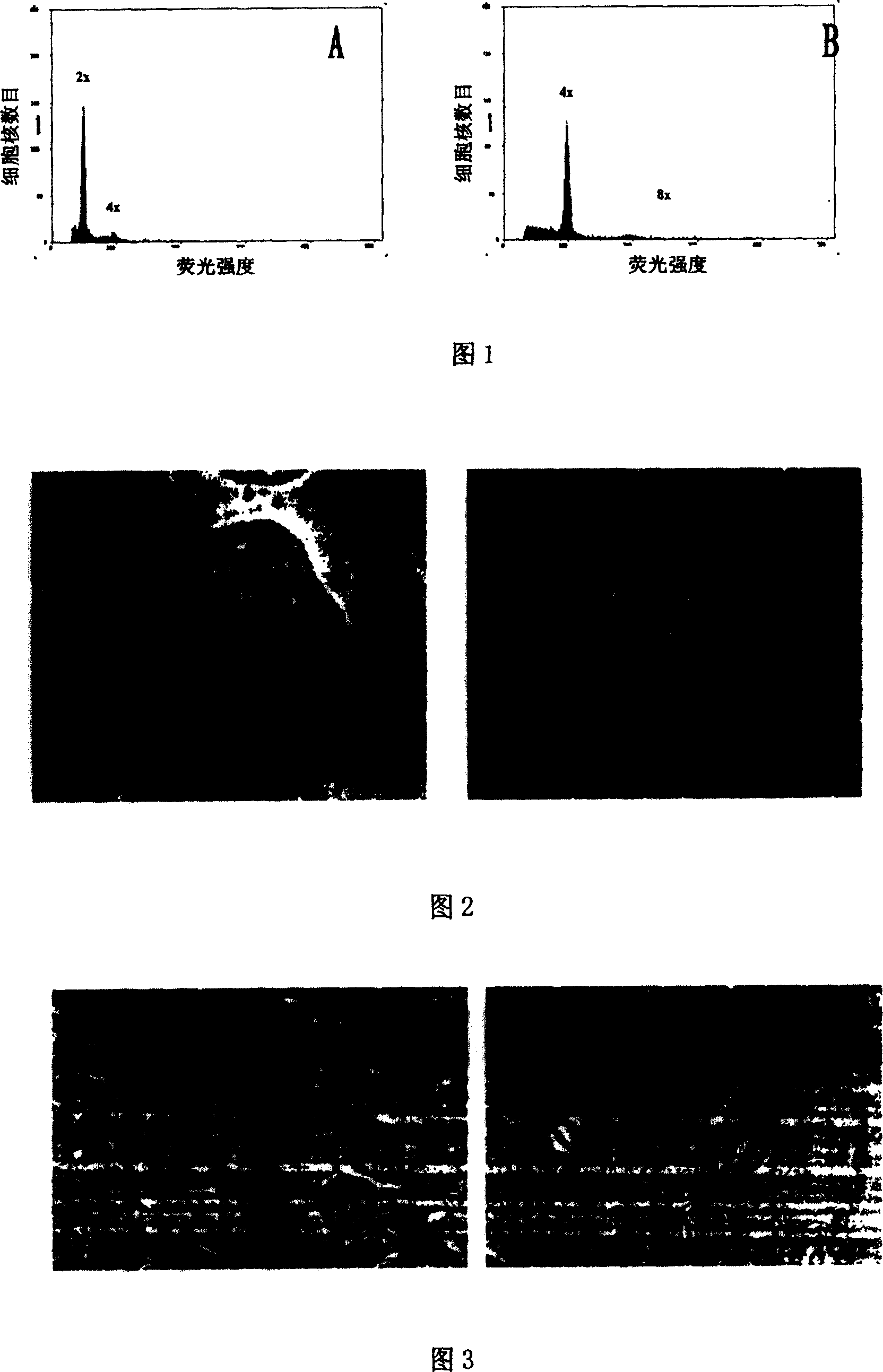 Method of establishing polyploiding system for Dongzao date