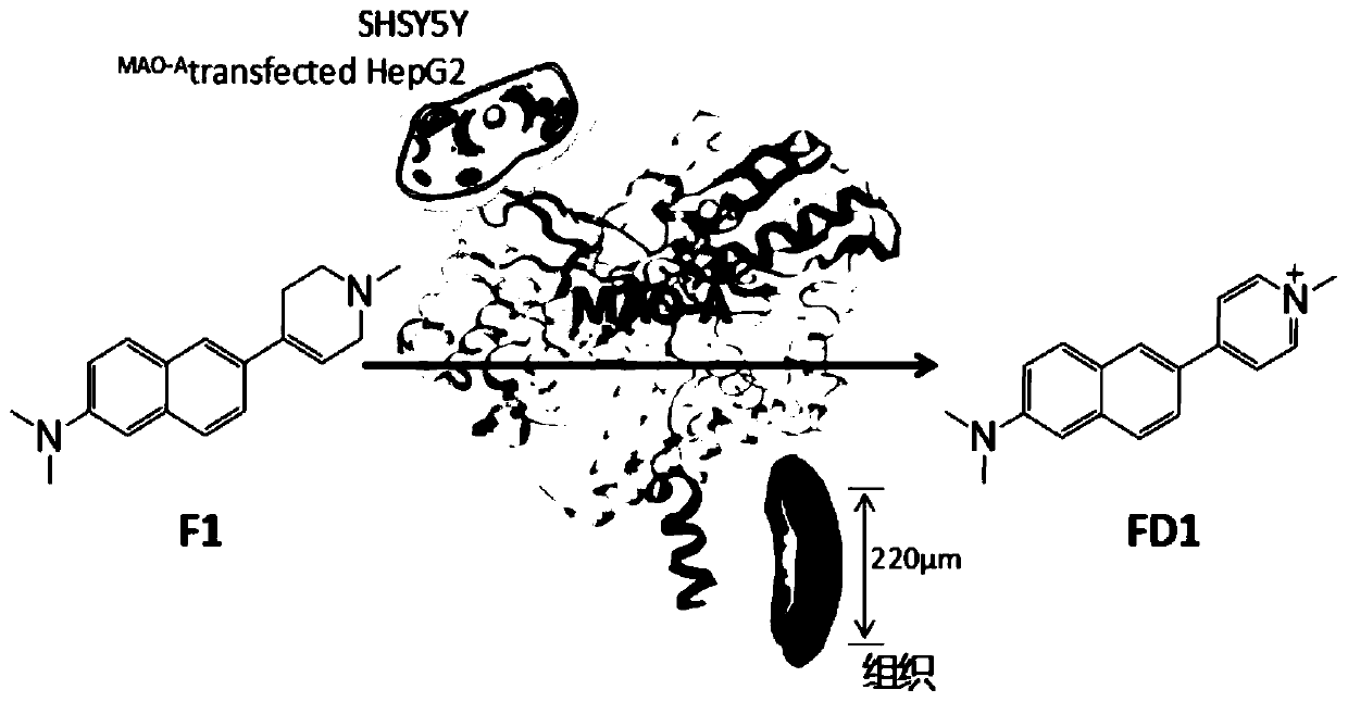 A specific two-photon fluorescent probe for monoamine oxidase a and its preparation method and application