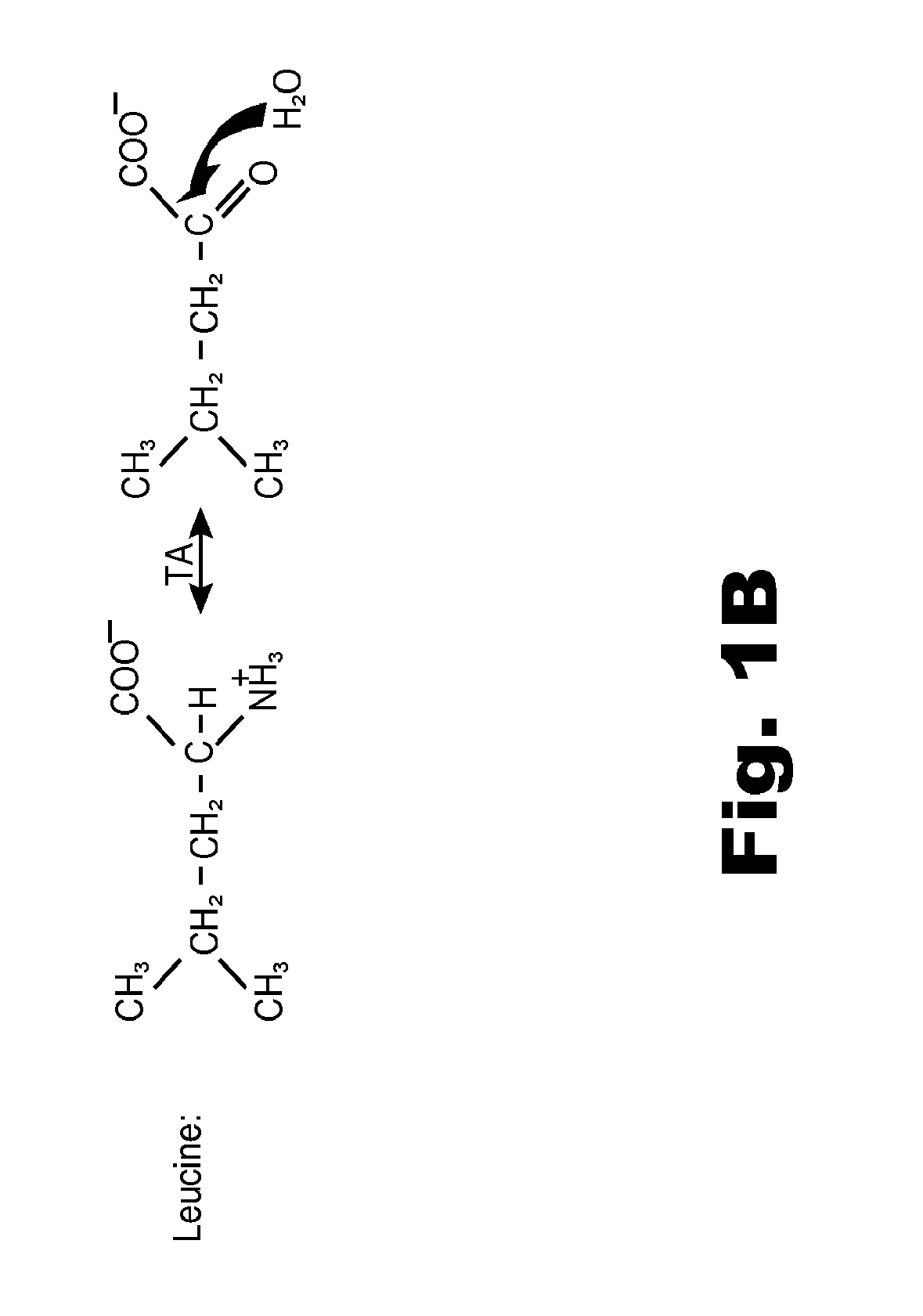 Compositions and methods of treatment using modulators of motoneuron diseases