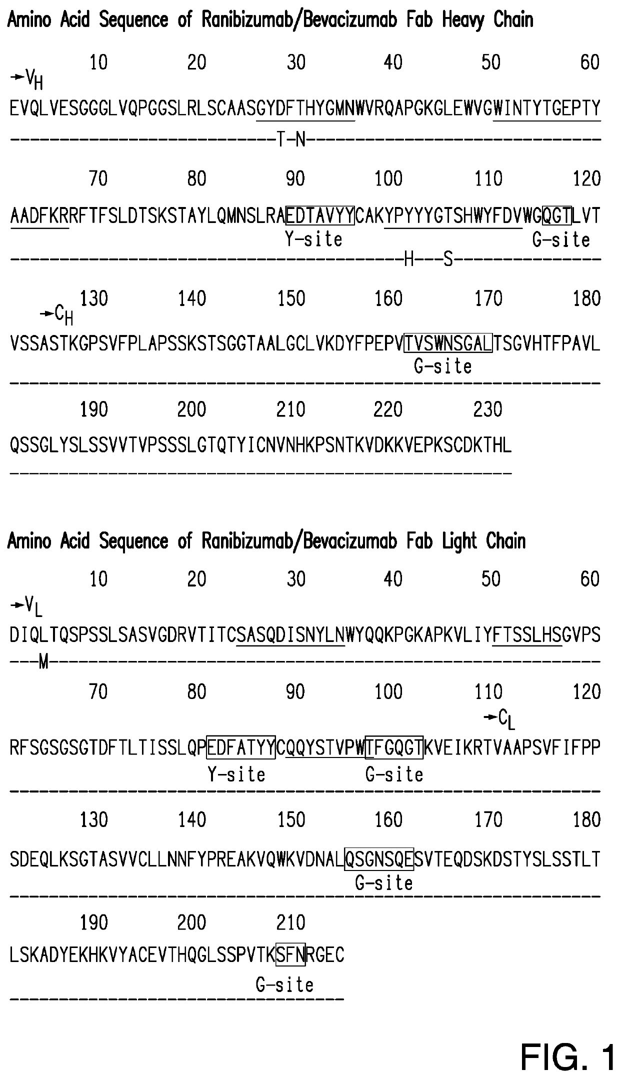 TREATMENT OF OCULAR DISEASES WITH FULLY-HUMAN POST-TRANSLATIONALLY MODIFIED ANTI-VEGF Fab