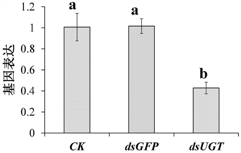 A kind of locust uridine diphosphate glucuronosyltransferase gene and its application