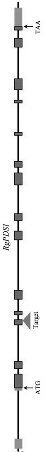 Method for creating rehmannia heterozygous mutant and application of rehmannia heterozygous mutant