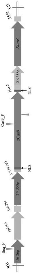 Method for creating rehmannia heterozygous mutant and application of rehmannia heterozygous mutant