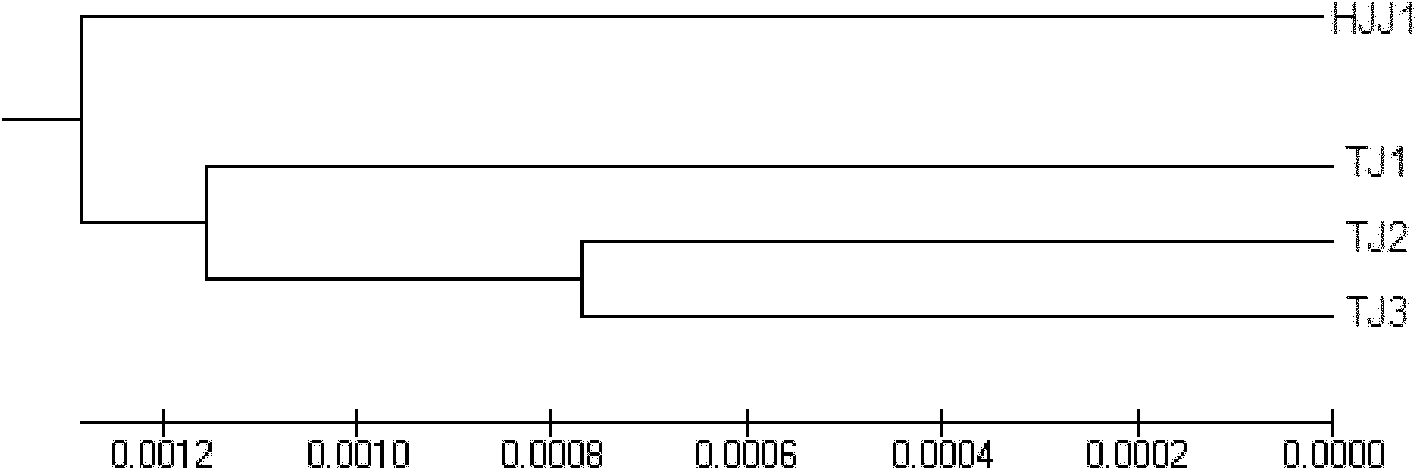 Molecular biological variety identification method for Huangjiaji chicken