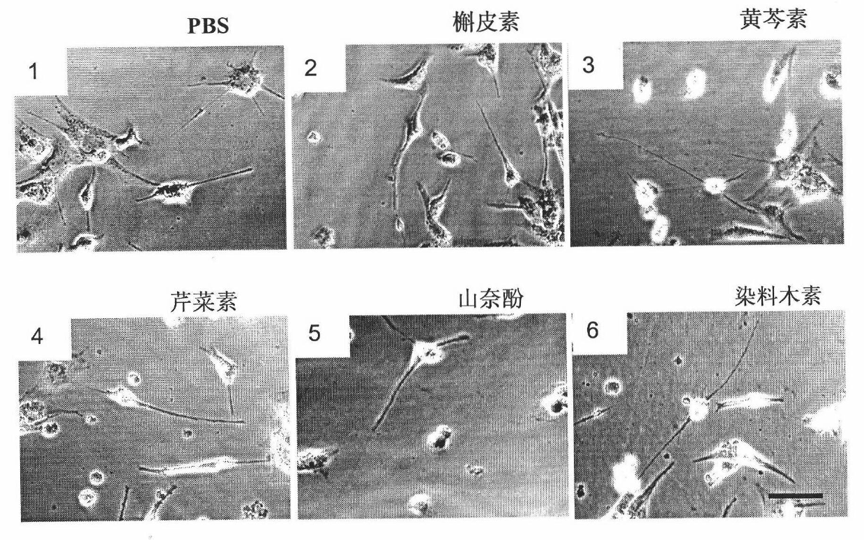 Traditional Chinese medicine monomer having function of promoting growth of motoneuron