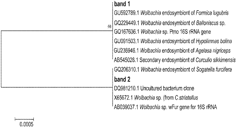 Detection method of symbiotic Wolbachia bacteria in mymanidae bodies