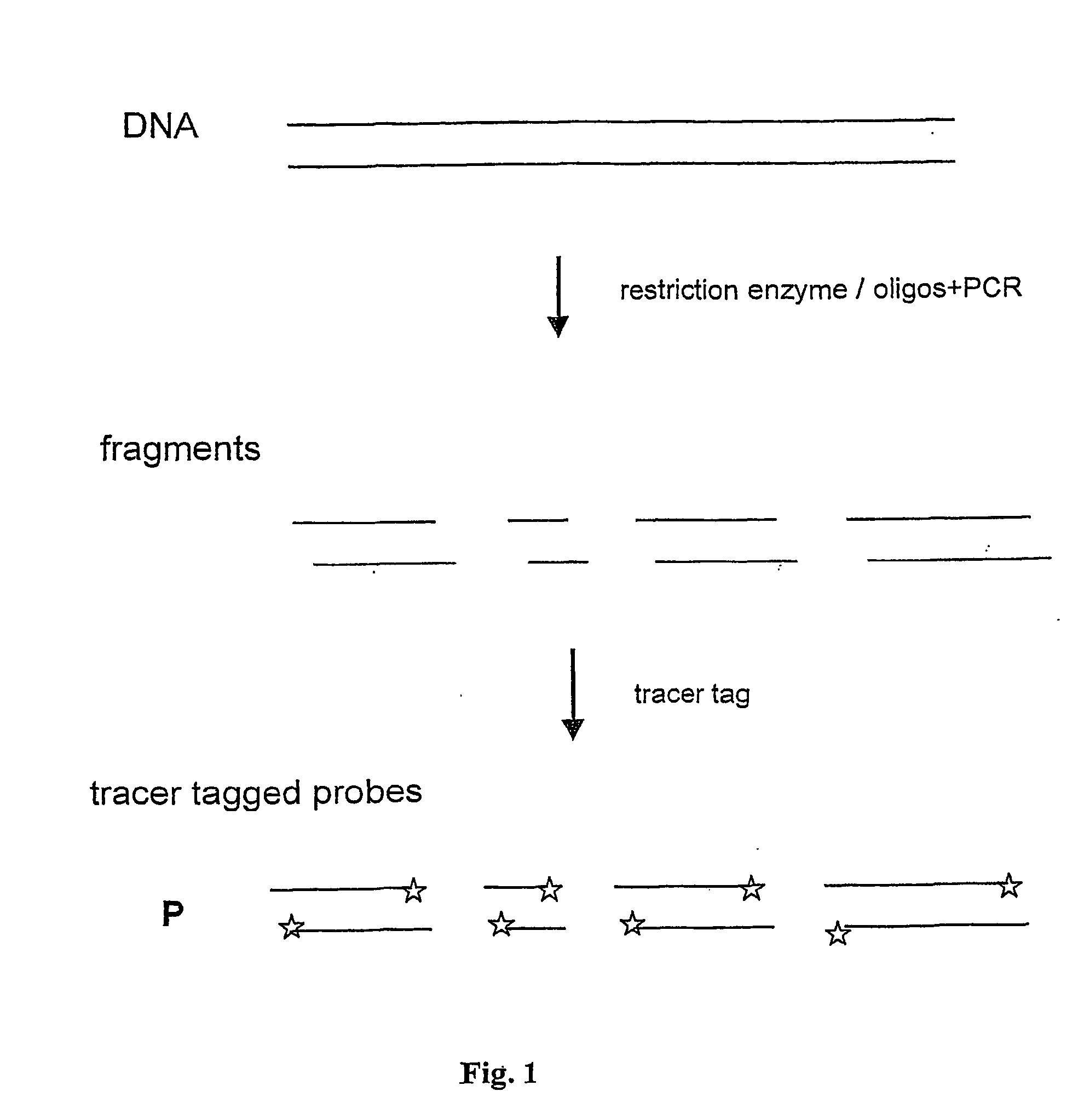 Method and test kit for quantitative determination of variations in polynucleotide amounts in cell or tissue samples