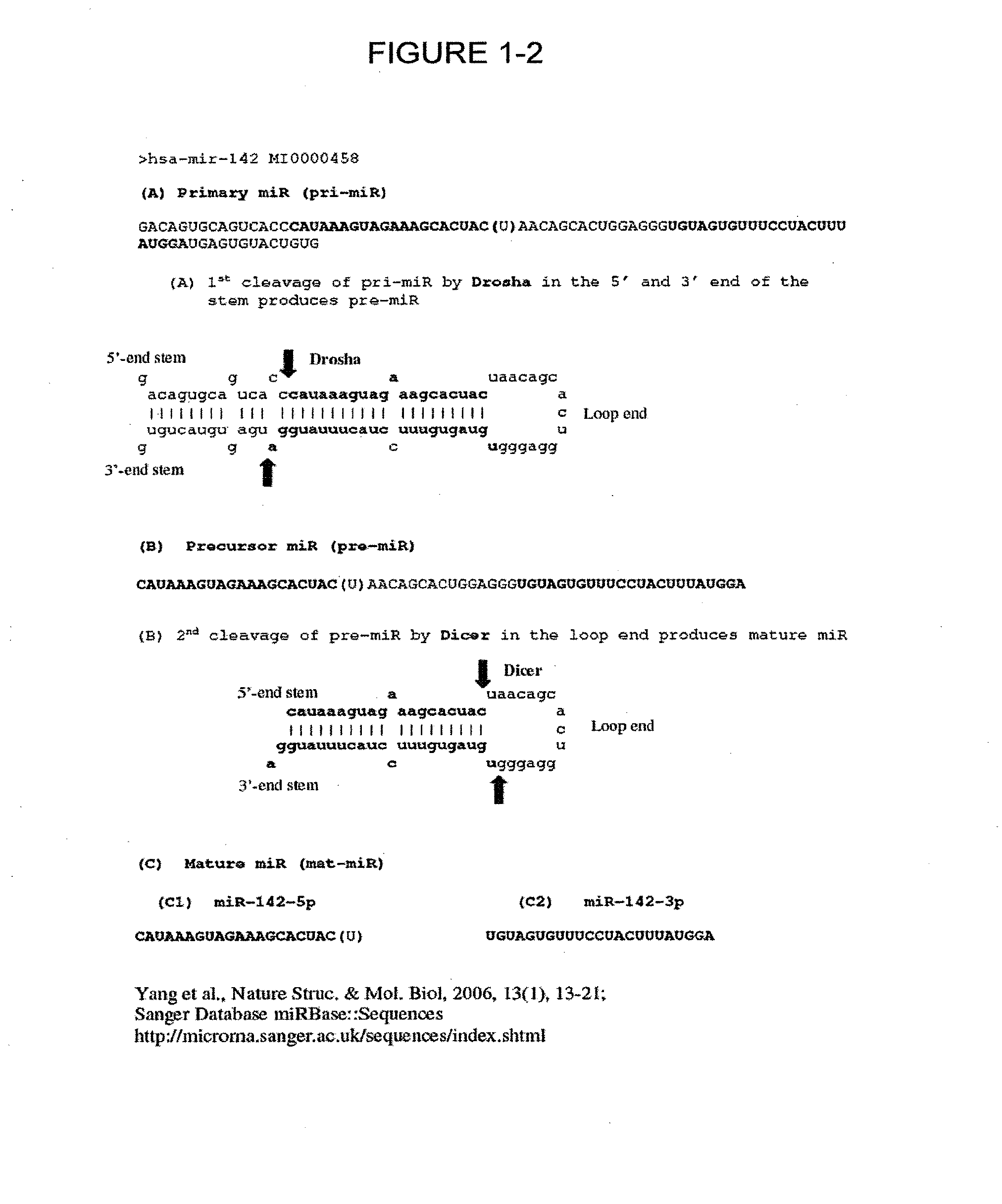 Methods and compositions to detect and differentiate small rnas in RNA maturation pathway