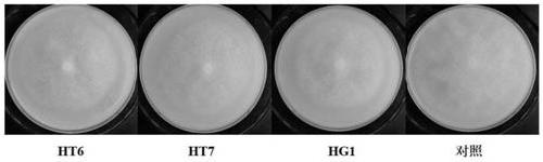 Preparation method of compound bacterium fermentation product for preventing and treating plant phytophthora, compound bacterium fermentation product and application thereof