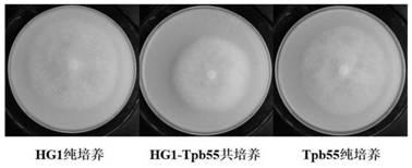 Preparation method of compound bacterium fermentation product for preventing and treating plant phytophthora, compound bacterium fermentation product and application thereof